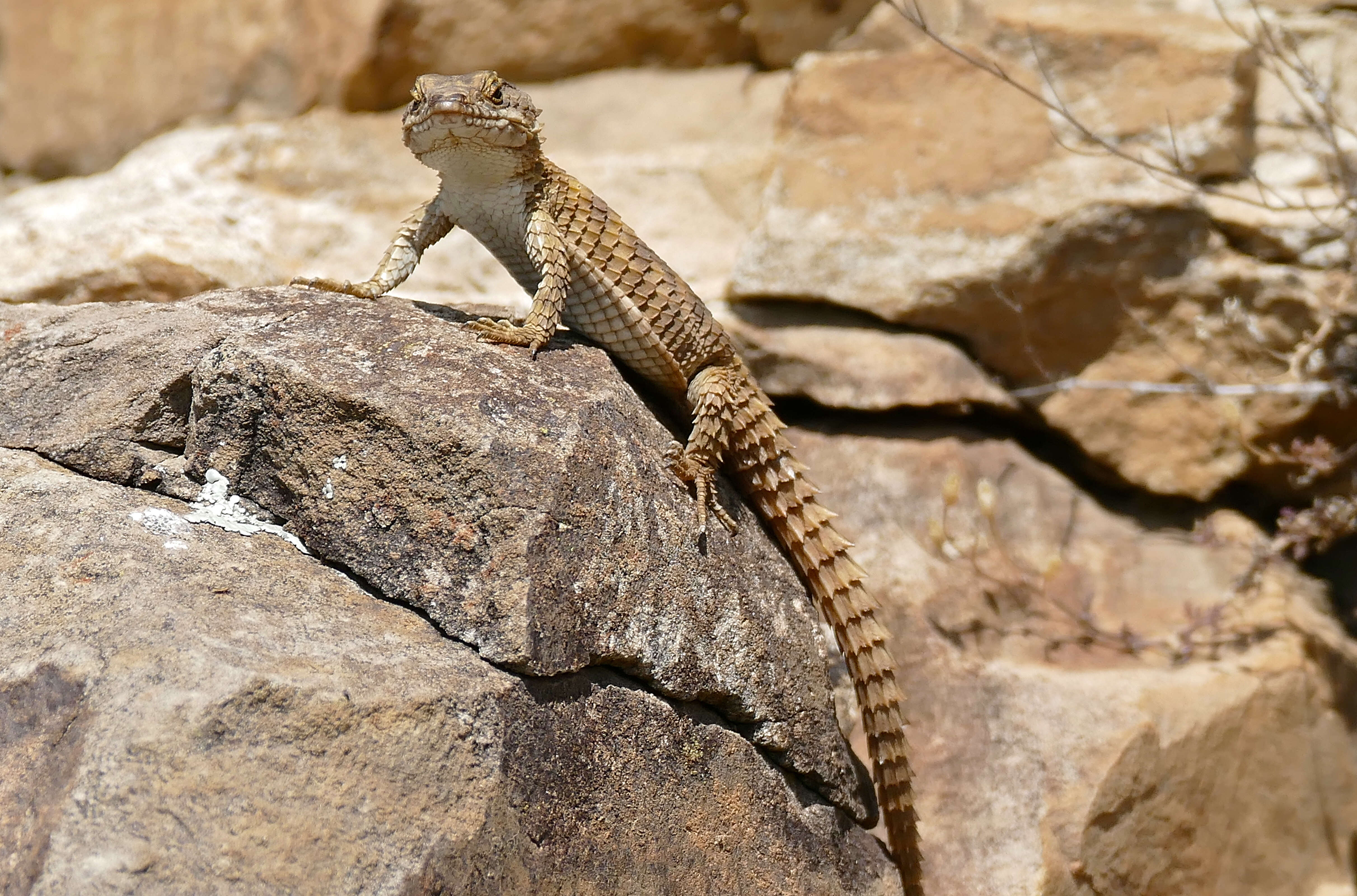 Image of Cape Girdled Lizard