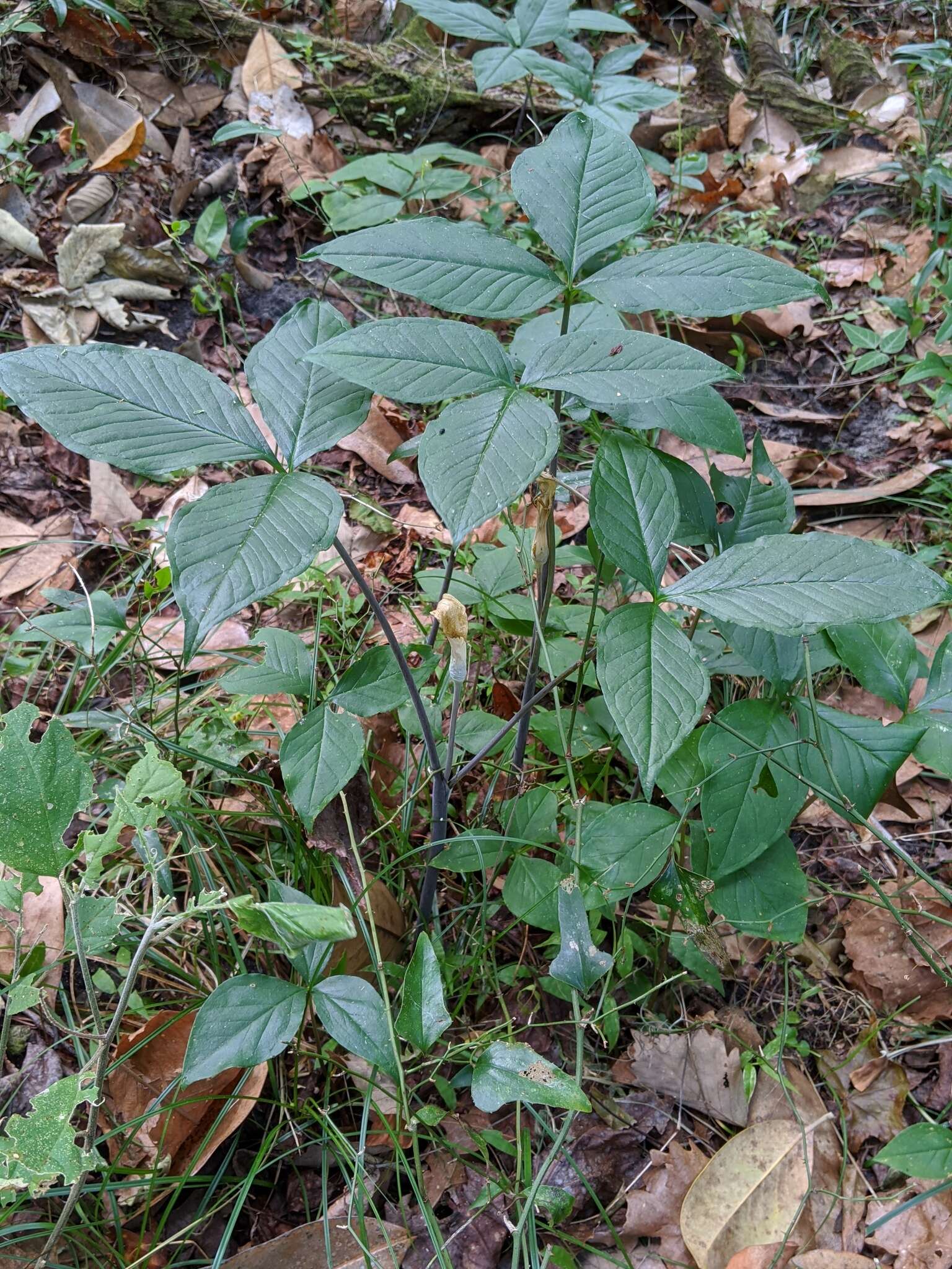 Слика од Arisaema triphyllum (L.) Schott