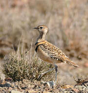 Image of Double-banded Courser