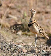 Image of Double-banded Courser