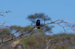 Image de <i>Melaenornis pammelaina poliogygna</i>