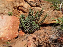 Sivun Cheilanthes canescens (Kunze) Mett. kuva