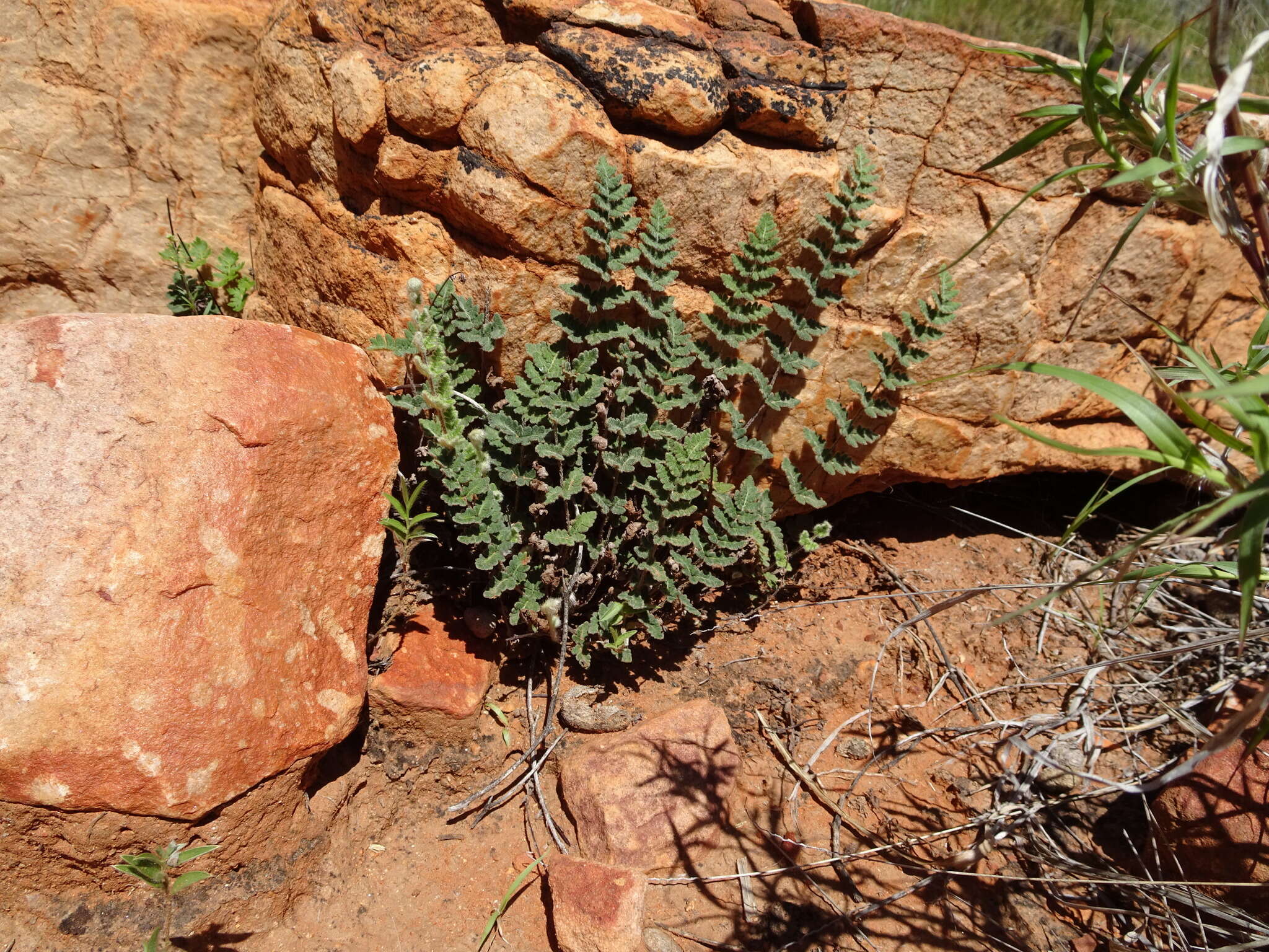 Cheilanthes canescens (Kunze) Mett.的圖片