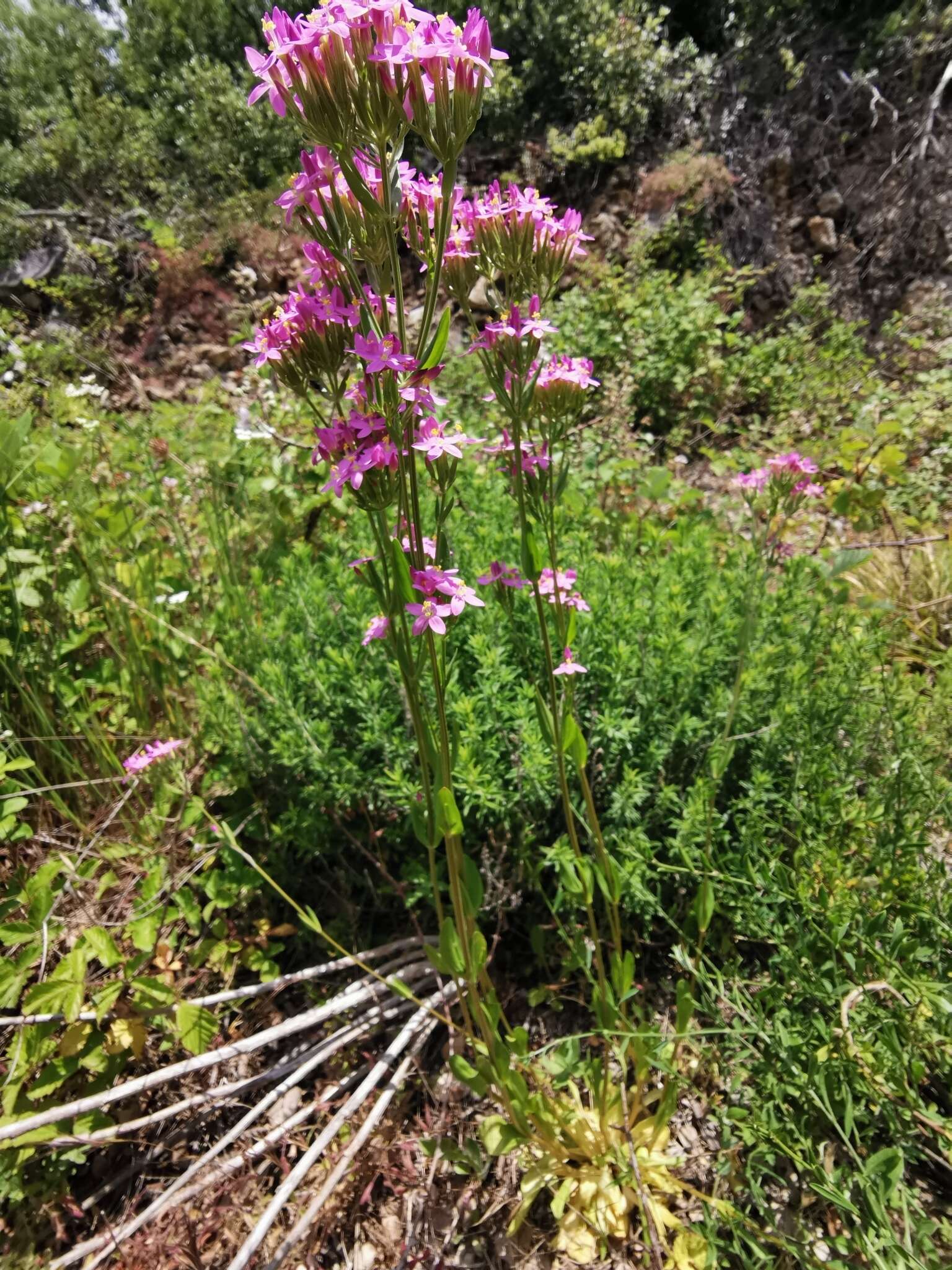 Image of Centaurium grandiflorum Druce