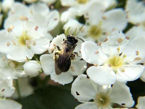 Image of Nude Andrena