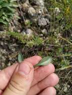 Image of Patrinia sibirica (L.) Juss.