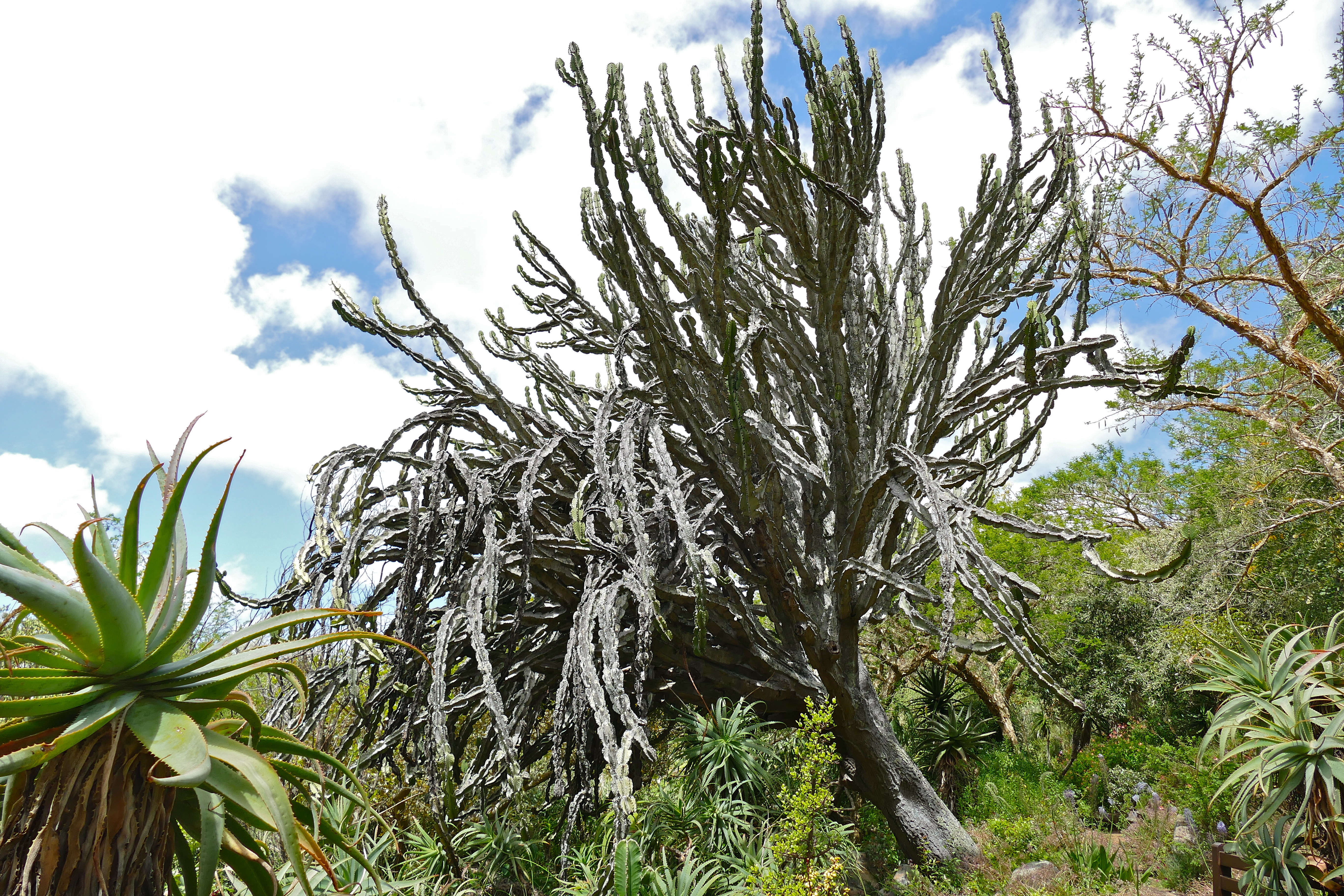 Imagem de Euphorbia ingens E. Mey. ex Boiss.