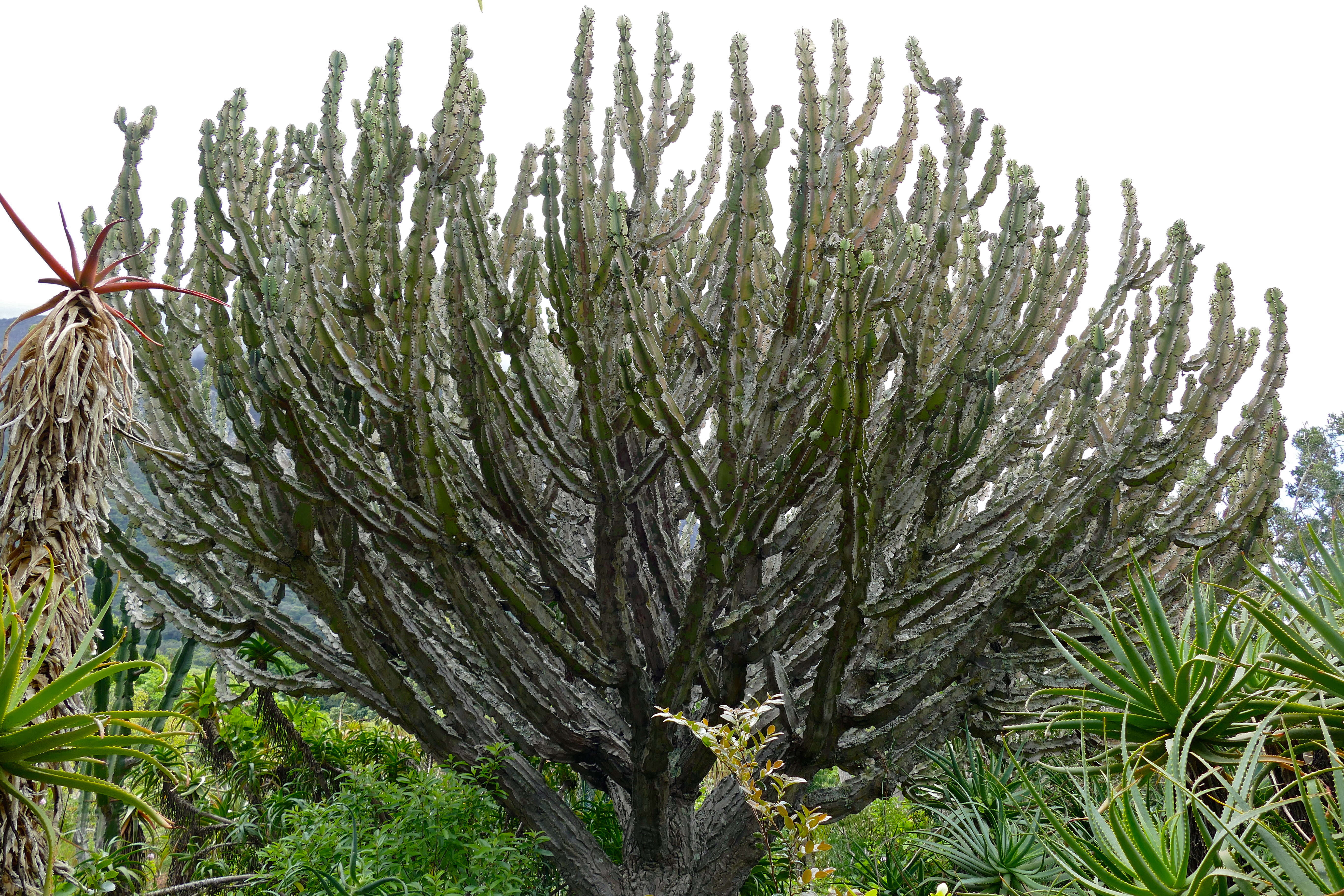 Imagem de Euphorbia ingens E. Mey. ex Boiss.