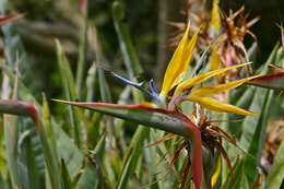 Image of Bird of paradise plant