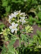 Image of towering Jacob's-ladder