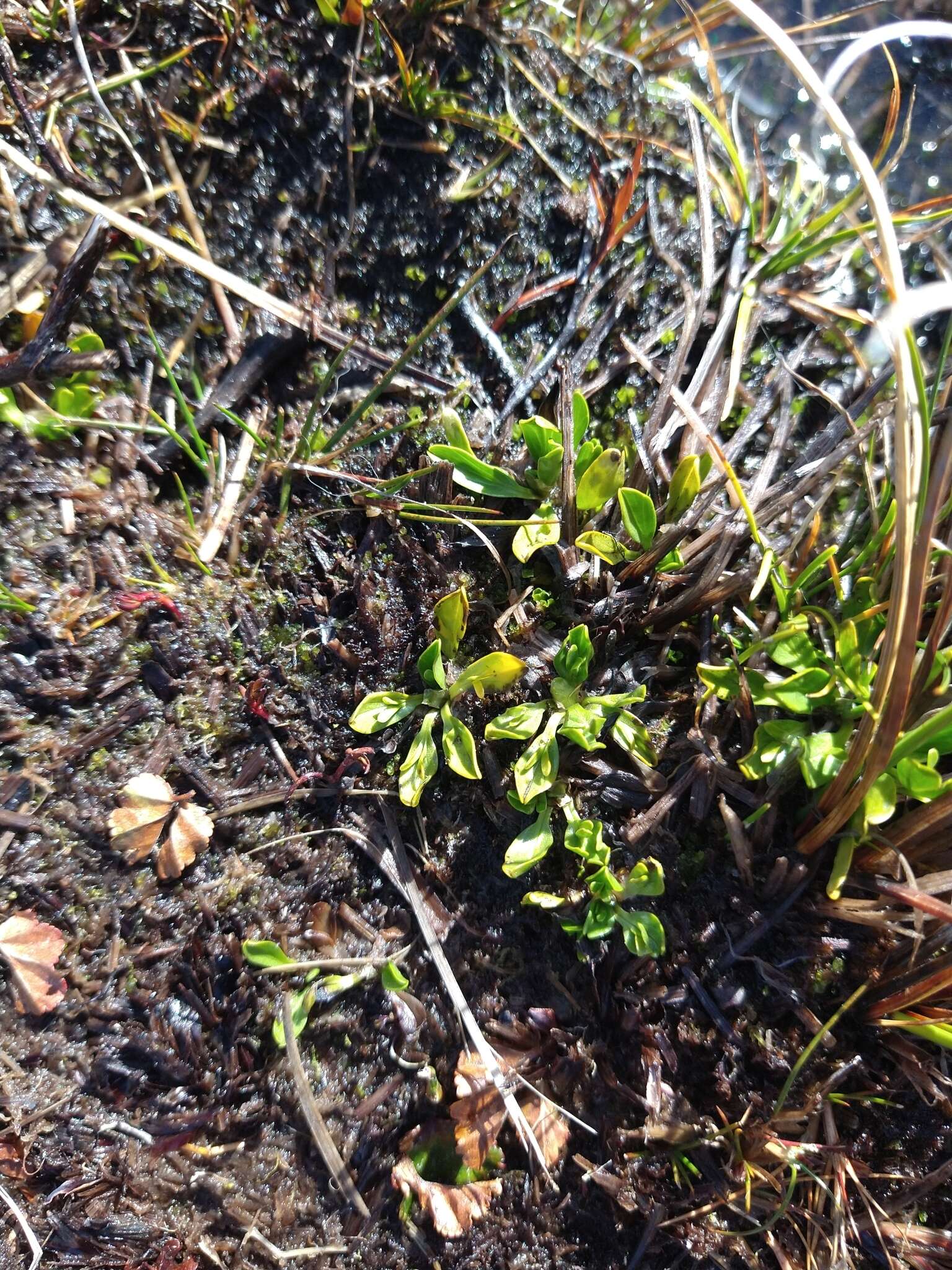 Image de Caltha appendiculata Pers.