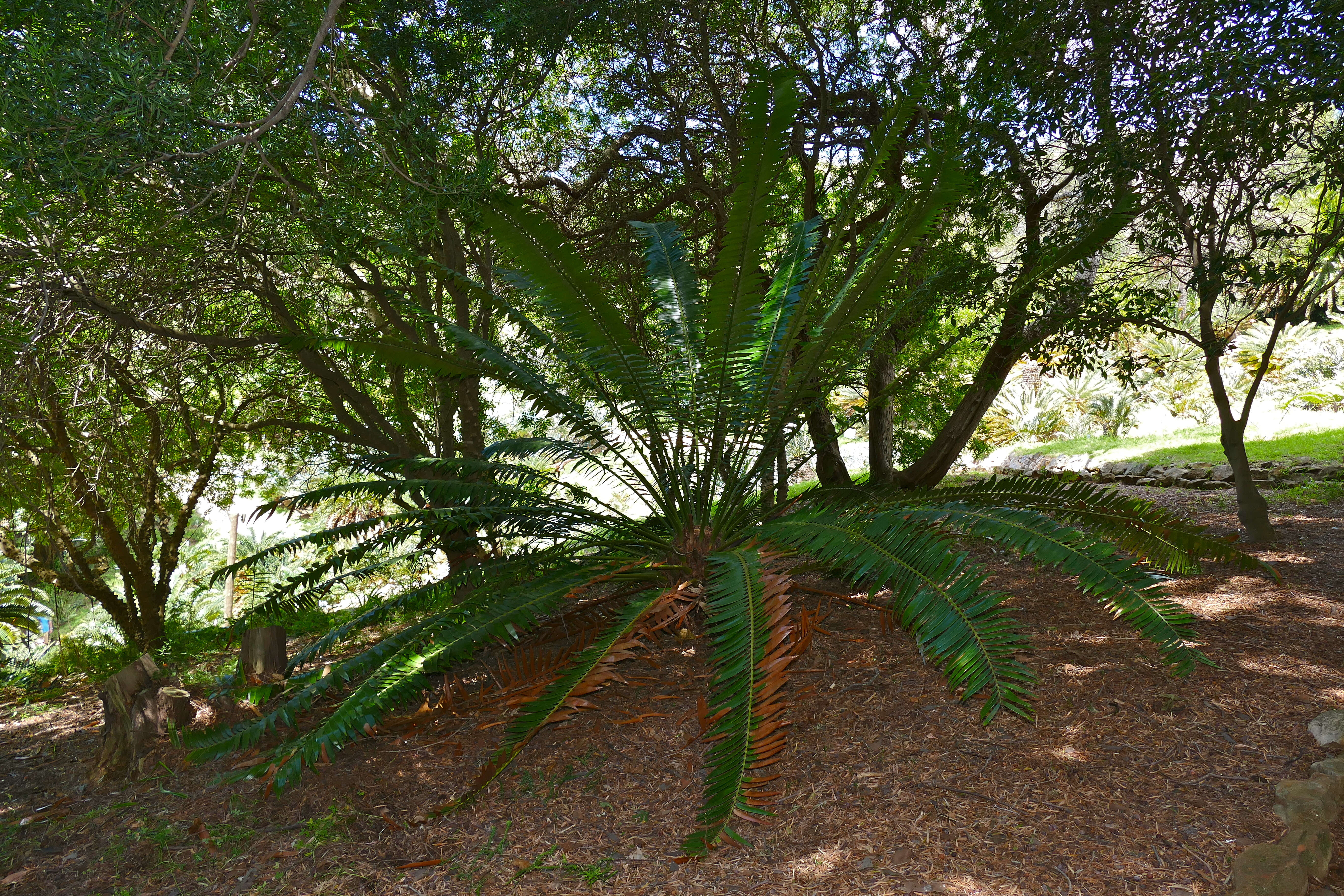 Image of Barberton Cycad