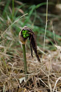 Arum elongatum Steven的圖片