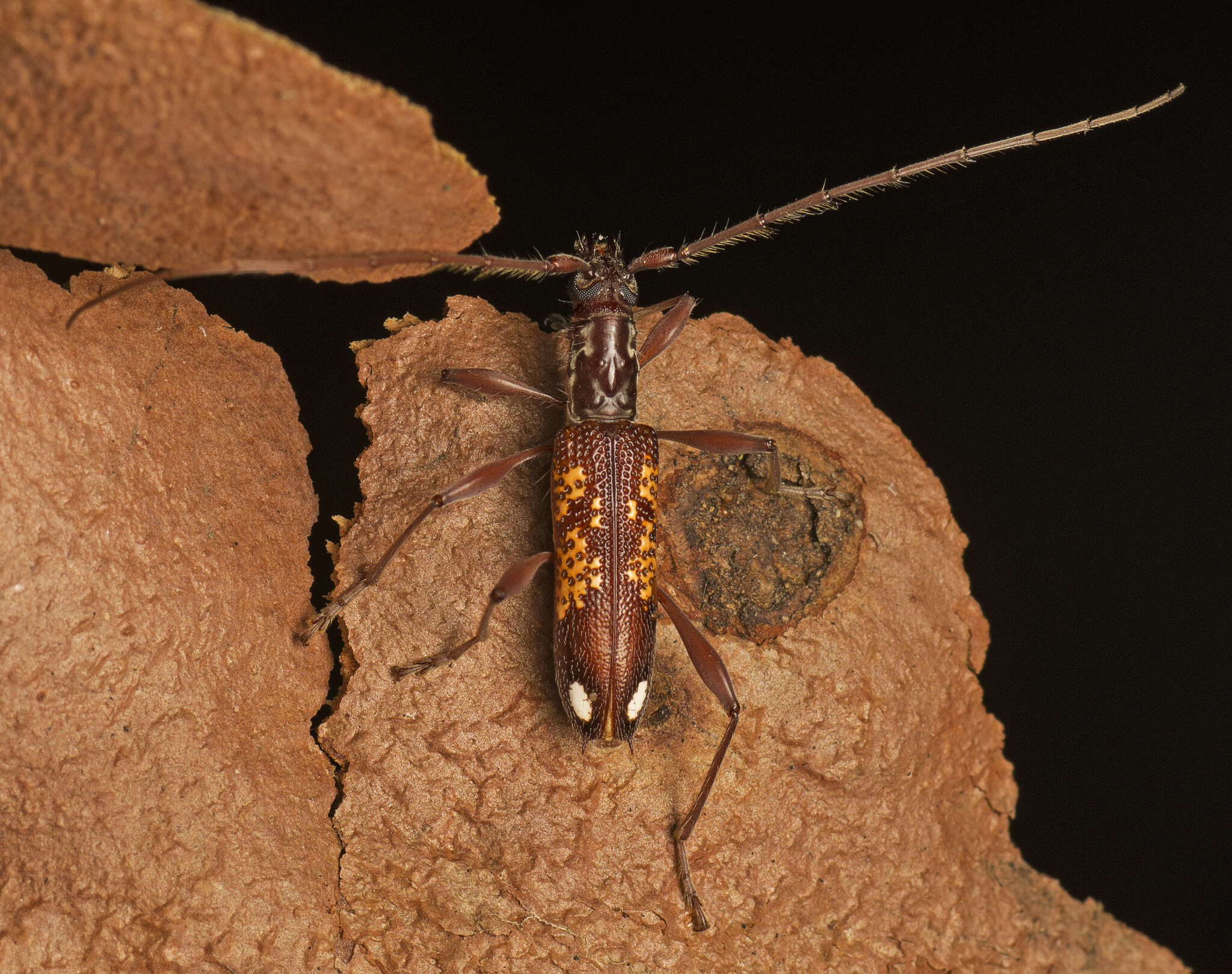Image of Coptocercus multitrichus Wang 1995