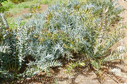 Image of Eastern Cape Blue Cycad