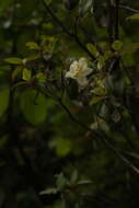 Plancia ëd Rhododendron triflorum Hook. fil.