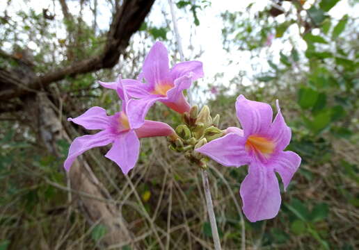 Image of Xylophragma seemanniana (Kuntze) Sandwith