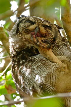 Image of Spotted Eagle-Owl