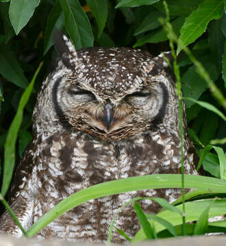 Image of Spotted Eagle-Owl