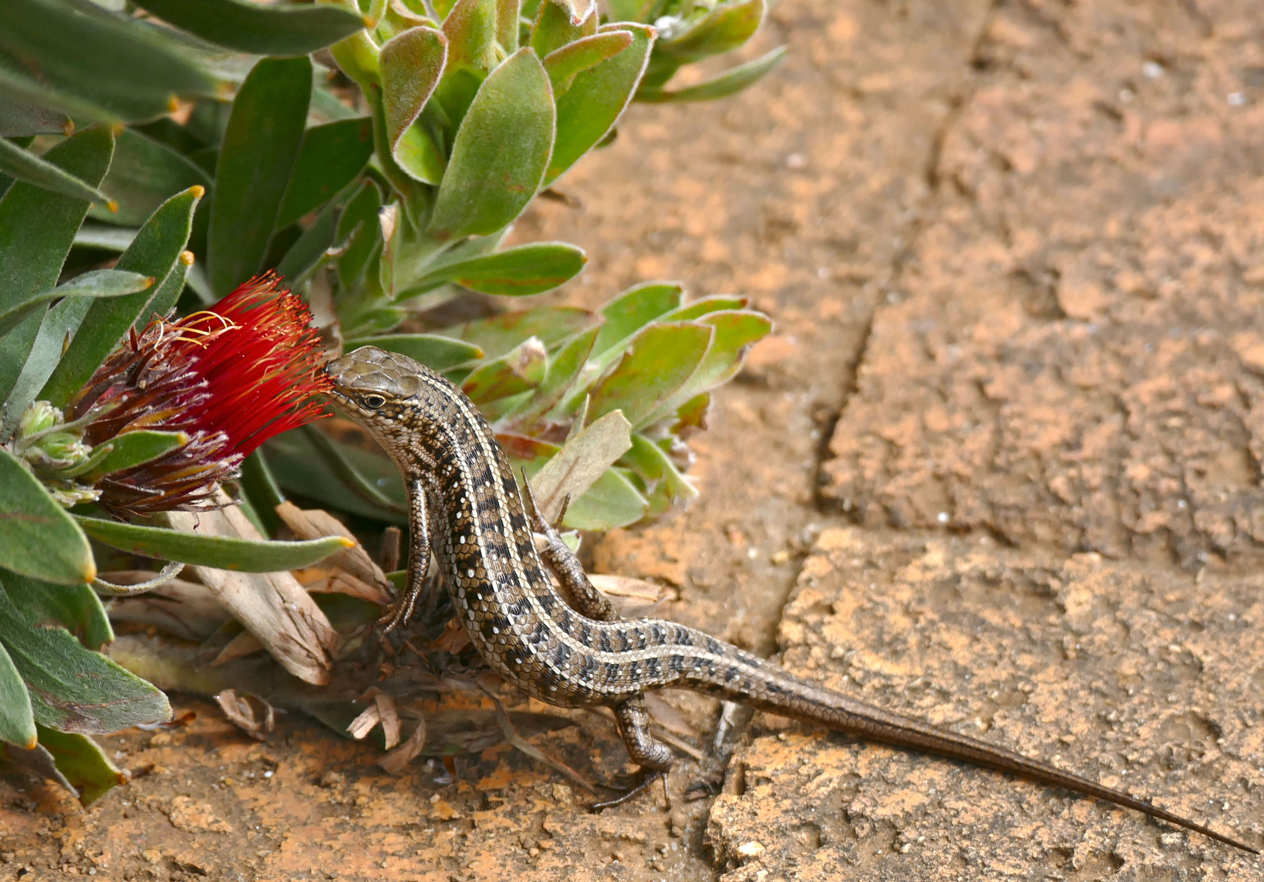 Sivun Trachylepis capensis (Gray 1831) kuva