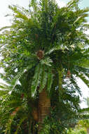 Image of Bushman's River Cycad