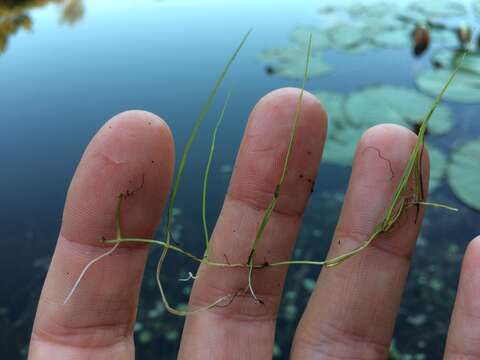 Image of Pillwort