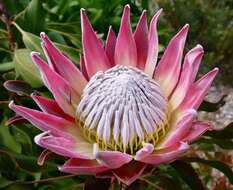 Imagem de Protea cynaroides (L.) L.