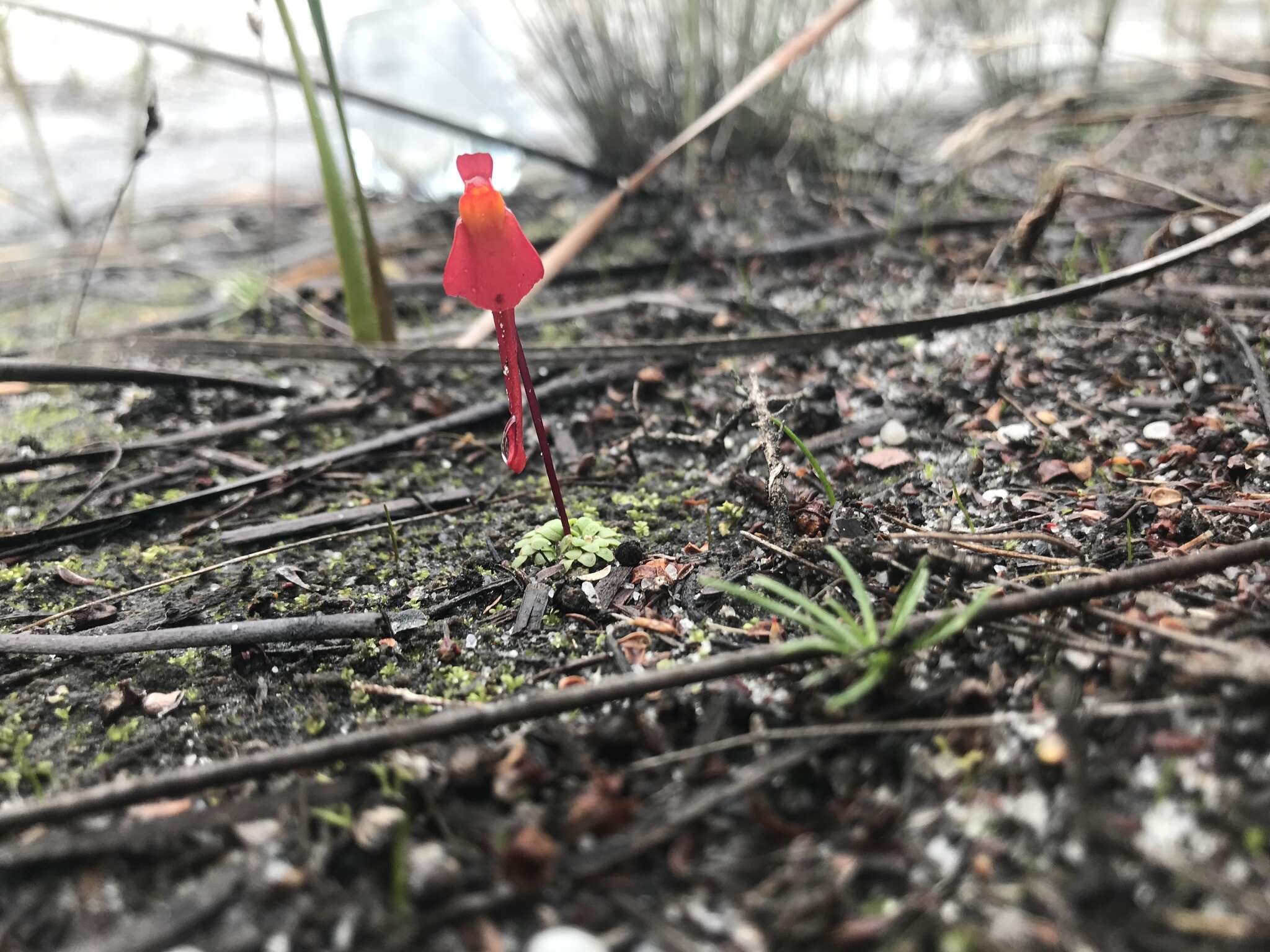 Image of Utricularia menziesii R. Br.