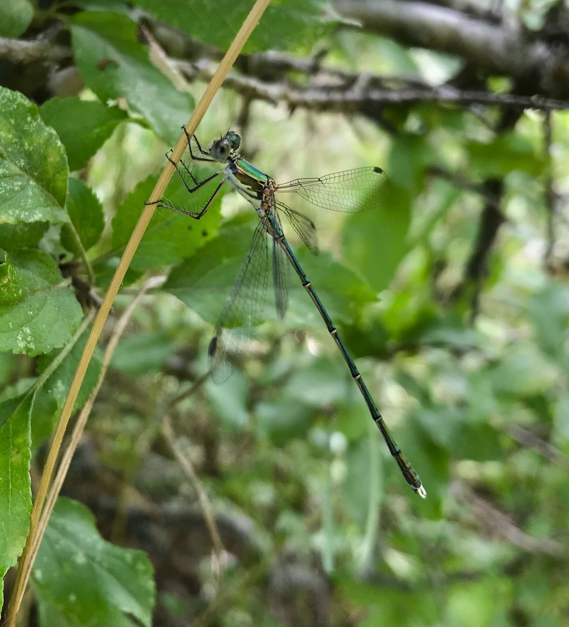 Image of Eastern Willow Spreadwing