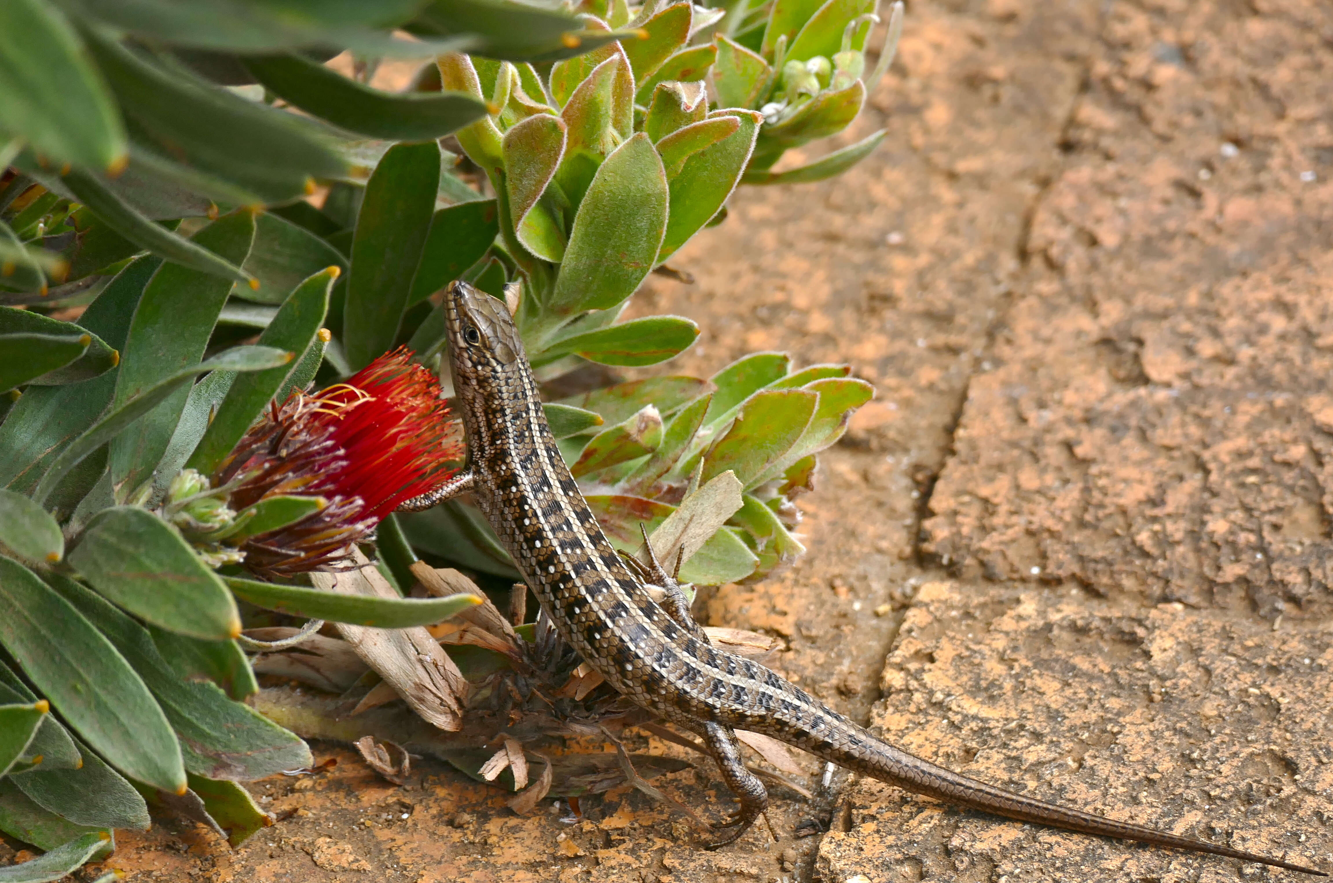 Sivun Trachylepis capensis (Gray 1831) kuva