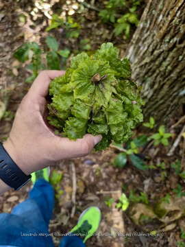 Imagem de Carpotroche brasiliensis (Raddi) Endl.