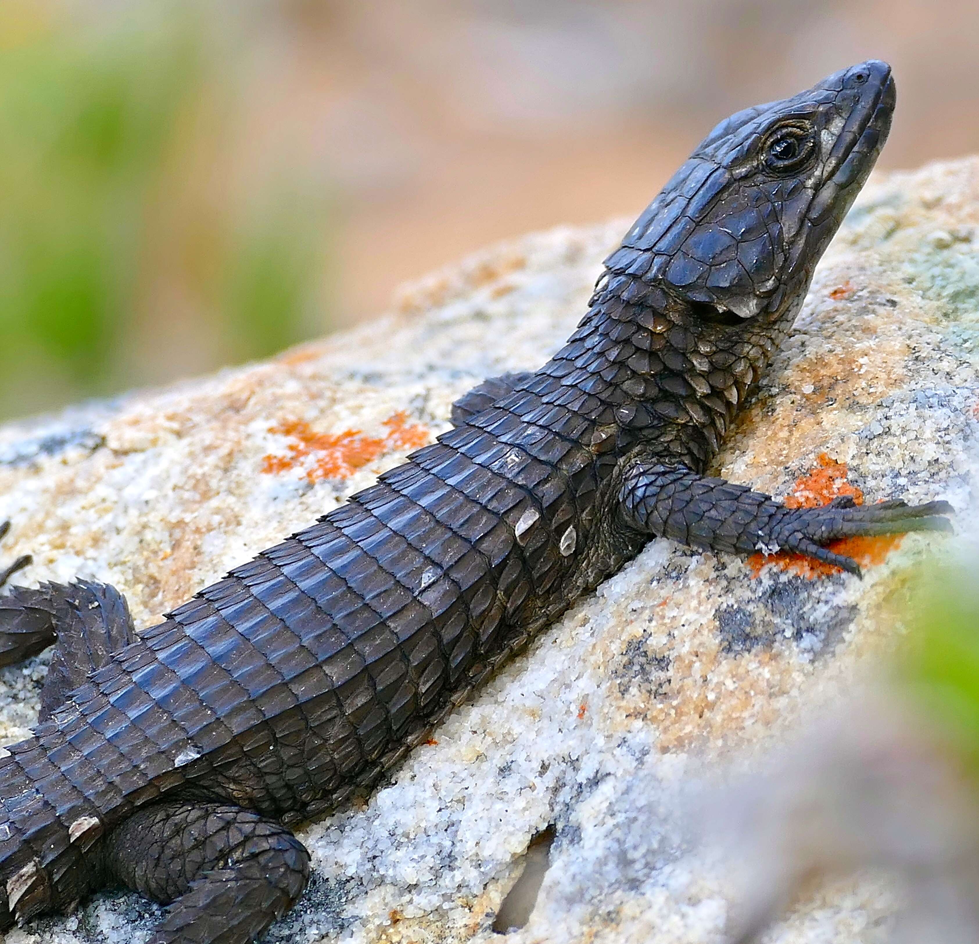 Image of Black girdled lizard