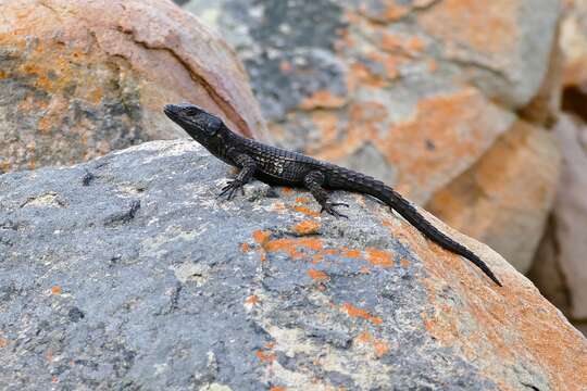 Image of Black girdled lizard