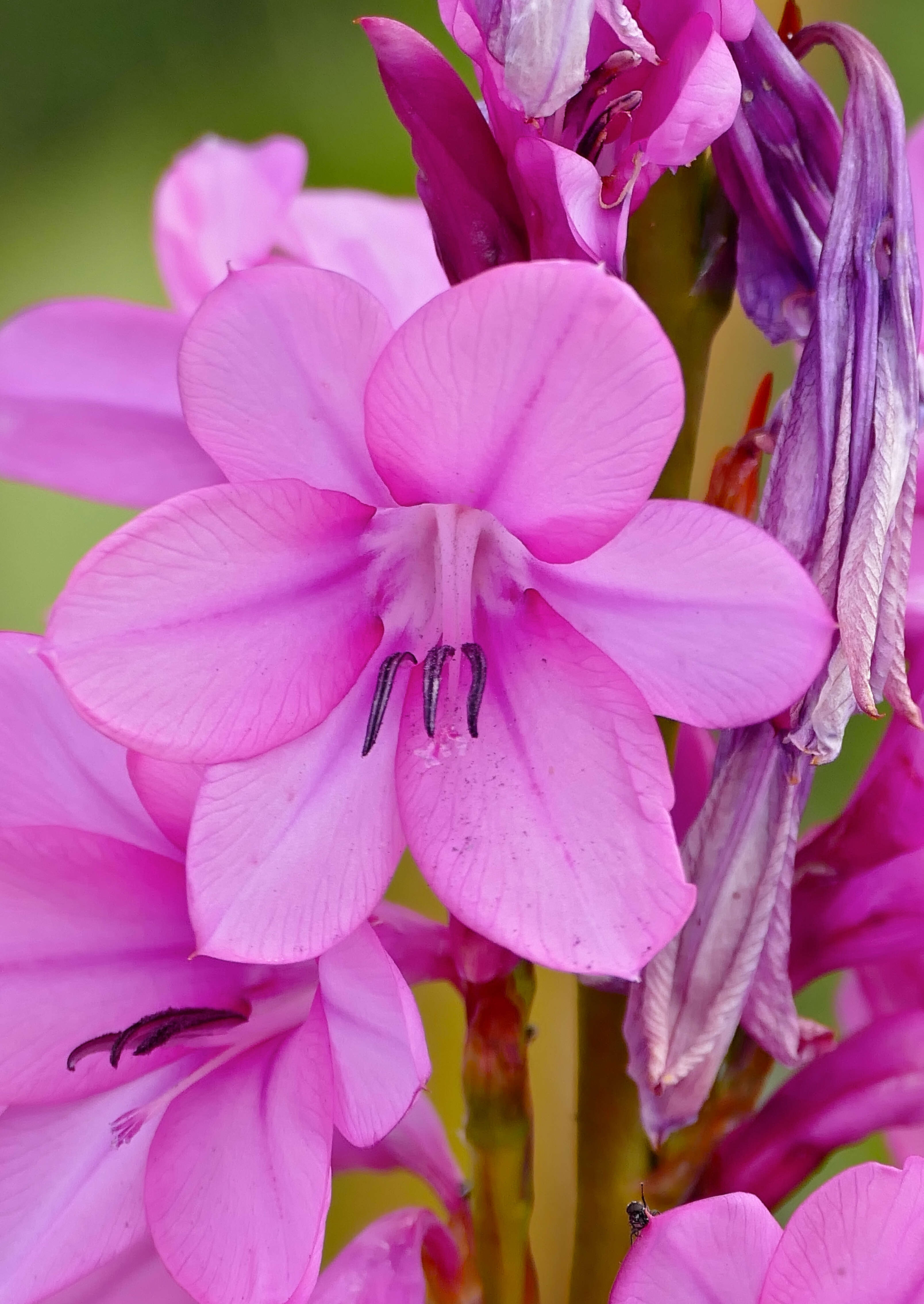 Imagem de Watsonia borbonica (Pourr.) Goldblatt