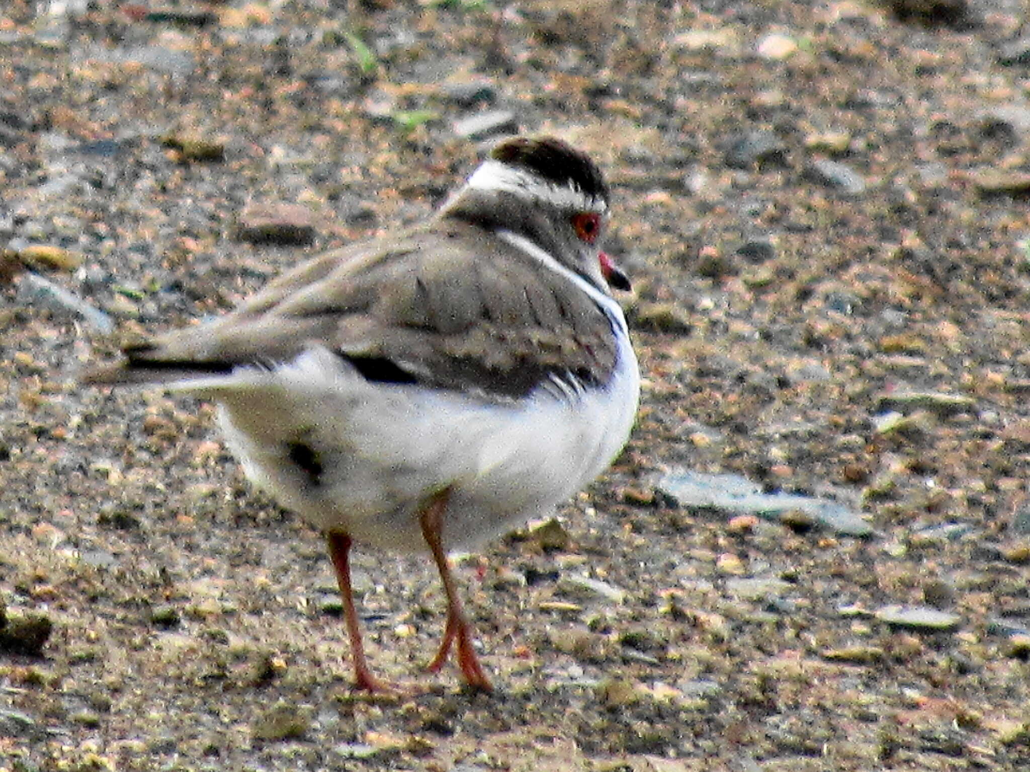 Слика од Charadrius tricollaris tricollaris Vieillot 1818