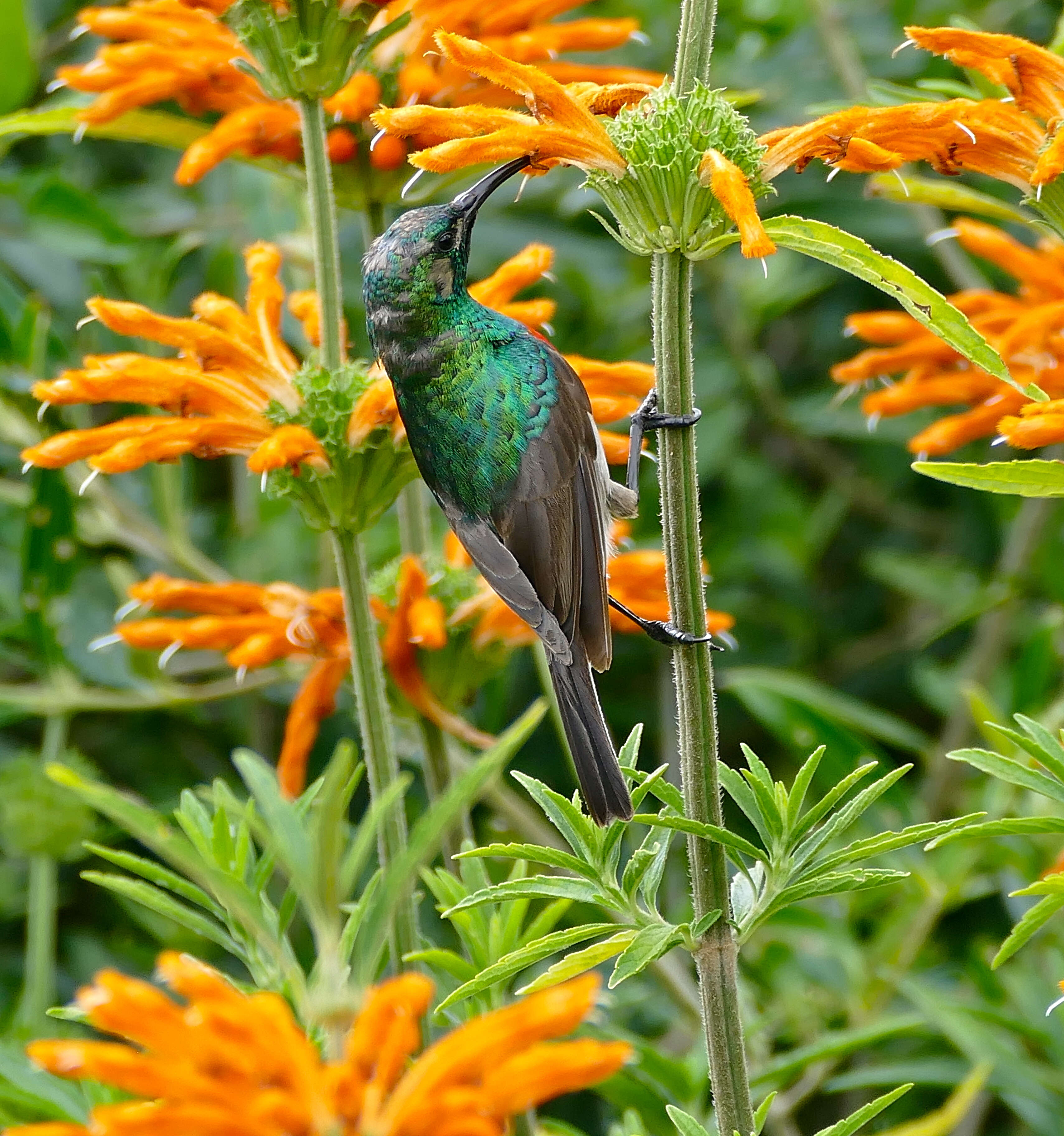 Plancia ëd Cinnyris chalybeus (Linnaeus 1766)