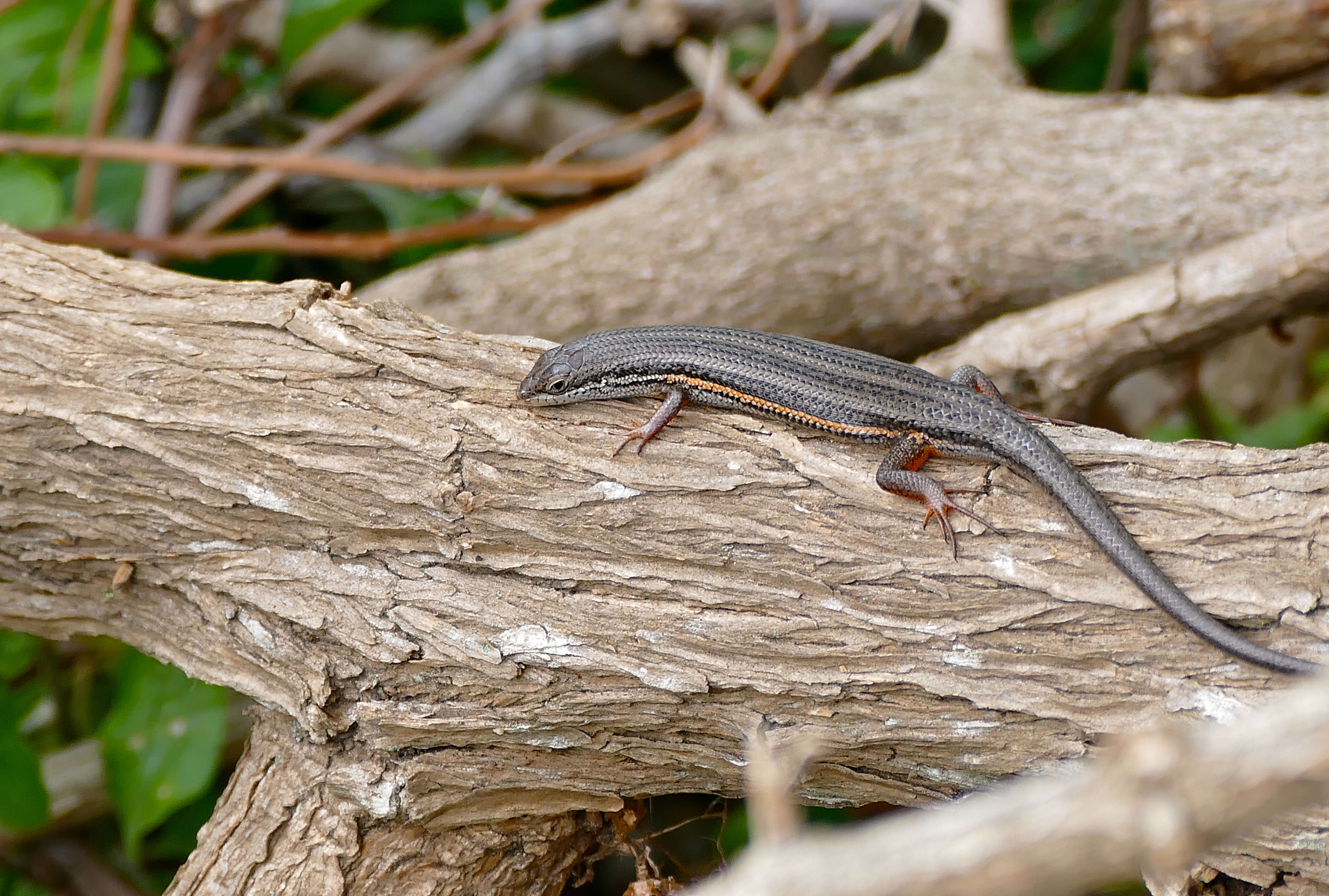 Sivun Trachylepis homalocephala (Wiegmann 1828) kuva