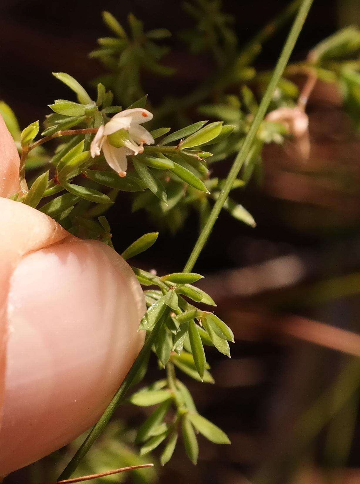 Image of Asparagus ramosissimus Baker