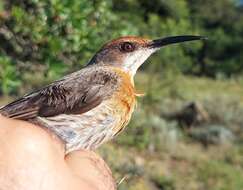 Image of Gurney's Sugarbird