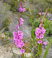 Imagem de Watsonia borbonica (Pourr.) Goldblatt