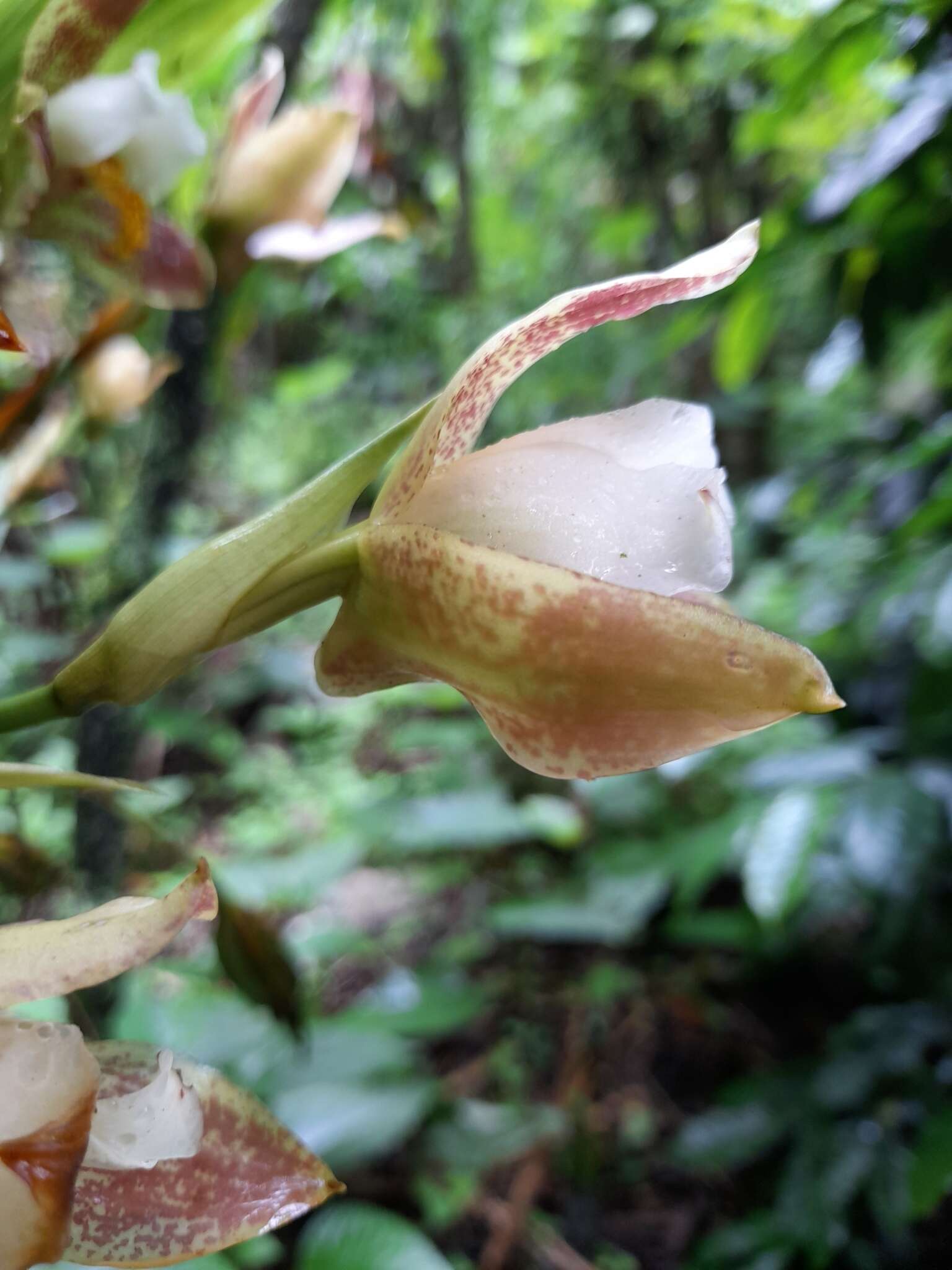 Plancia ëd Lycaste deppei (G. Lodd. ex Lindl.) Lindl.