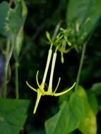 Image of Cyclanthera filiformis (Kuntze) H. Schaef. & S. S. Renner