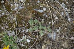 Image of Sedum gypsicola Boiss. & Reuter