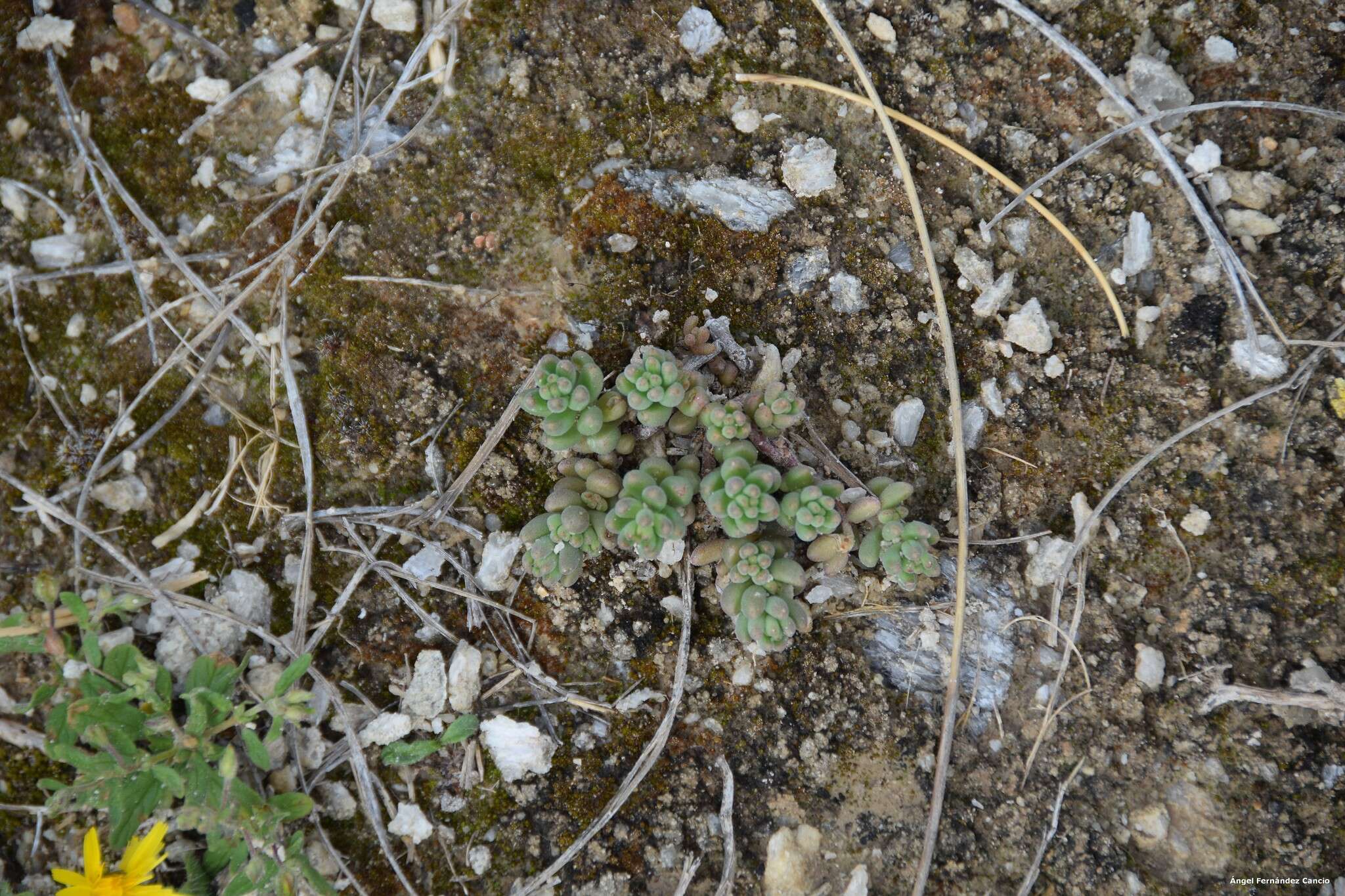 Image of Sedum gypsicola Boiss. & Reuter