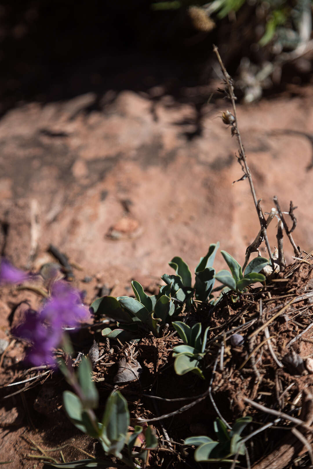 Image of Penstemon lentus var. lentus