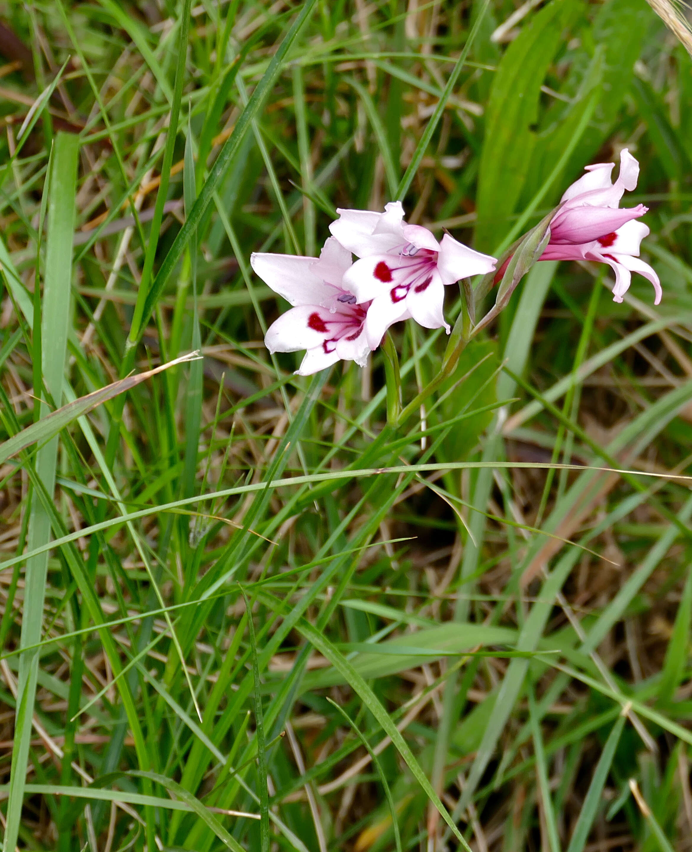 Image of Gladiolus carneus D. Delaroche