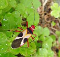 Image of Pale Red Bug