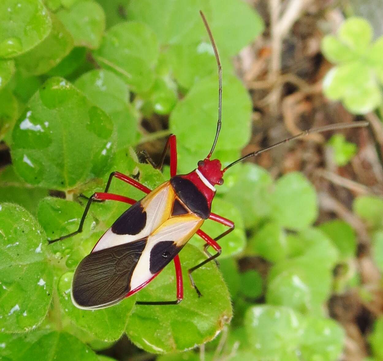 Image of Pale Red Bug