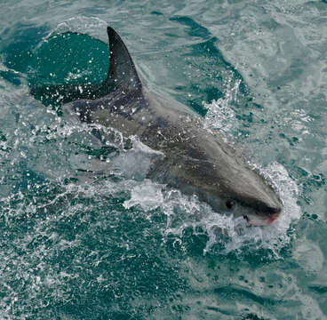 Image of Carcharodon