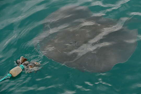 Image of Black Stingray